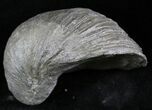 Gryphaea (Devil's Toenail) Fossil Oyster - Jurassic #25975-1